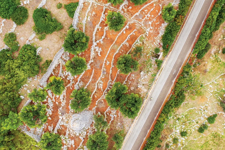 Olive groves in Puglia, Italy